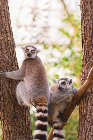 Portrait of two ring-tailed lemur (lemur catta) on tree branches.の写真素材