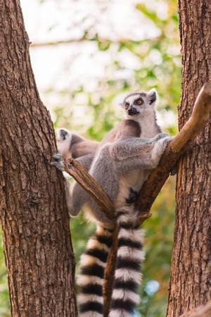 Portrait of two ring-tailed lemur (lemur catta) on tree branches.の写真素材