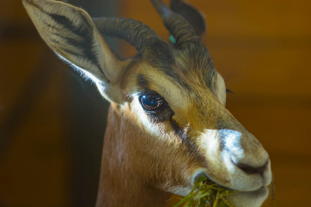 Close up portrait of impala or antelope in low light.の写真素材