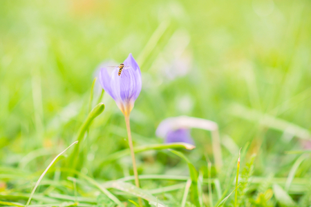 Bee or fly on beautiful wild crocus flowers in autumn - soft focus.