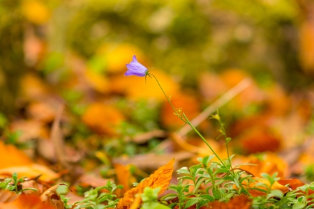 Blue-purple bellflower- Campanula rapunculoides wildflower closeup macro.の写真素材