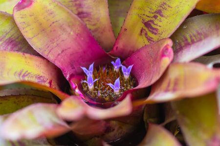 Close up top view little purple flower blooming in bromeliad with water tank inside and around the leaves.の写真素材