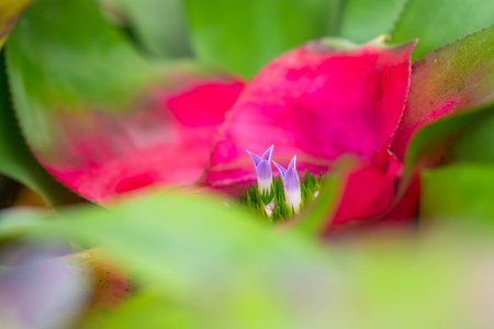 Close up little purple flower blooming in bromeliad with water tank inside and around the leaves.の写真素材