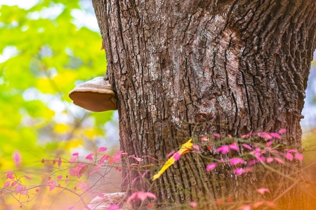 Old fungus on a sycamore tree with pink bush.の写真素材