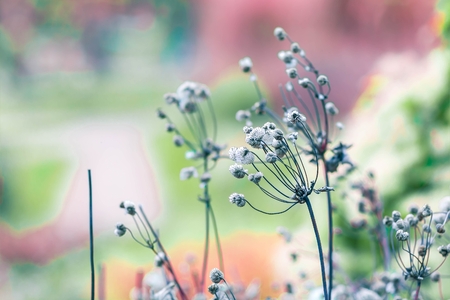 Colored dried flowers on blurred background in meadow.の写真素材