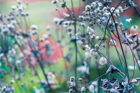 Colored dried flowers on blurred background in meadow.