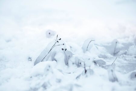 Close up of frozen dry plant with snow and ice crystalsの写真素材