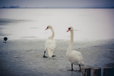 Beautiful white swans on the icy lake in the winterの写真素材