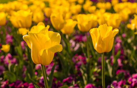 Yellow tulip on soft field backgroundの写真素材