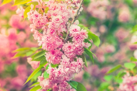 Cherry blossoms in full bloom