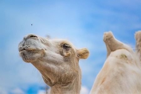 Camel looks at the flies close upの写真素材