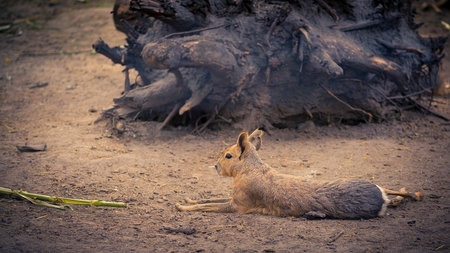 Patagonian mara - Dolichotis patagonum - Wild life animal. Resting on the ground