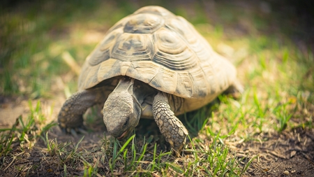 Turtles on grass detail close up. Eating from grassの写真素材