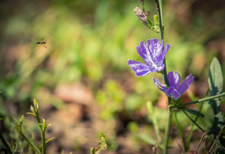 Purple wild flowers on green background with sunlightの写真素材