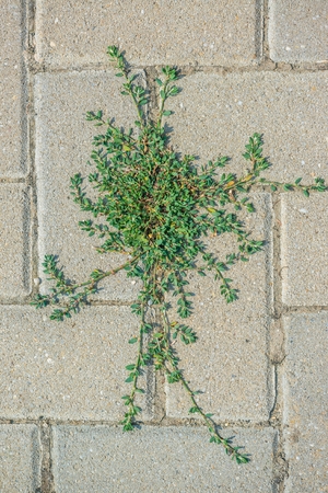 Green plant on gray paving stone top view.