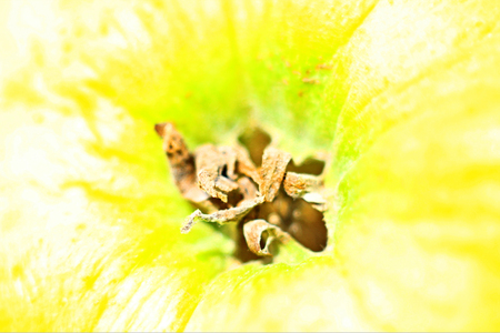apple spring fresh fruit ripe tasty apple light backgroundの写真素材
