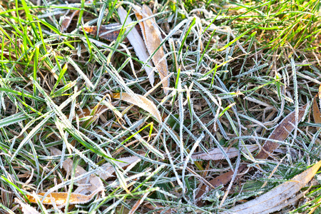 The first frost (morning frosts) on the pond, maple leaves frozen in the ice. City Park in late autumnの写真素材