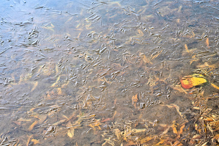 The first frost (morning frosts) on the pond, maple leaves frozen in the ice. City Park in late autumnの写真素材