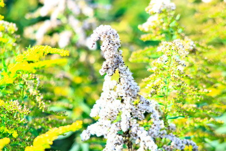 One sunny day in the village, near the house, a lot of pets, bright gorgeous flowers, fields, juicy vegetables, fruits, evening bright sparkling bonfire.の写真素材