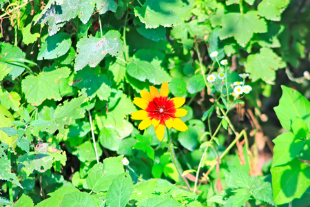 One sunny day in the village, near the house, a lot of pets, bright gorgeous flowers, fields, juicy vegetables, fruits, evening bright sparkling bonfire.の写真素材