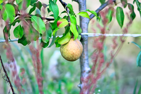 One sunny day in the village, near the house, a lot of pets, bright gorgeous flowers, fields, juicy vegetables, fruits, evening bright sparkling bonfire.の写真素材
