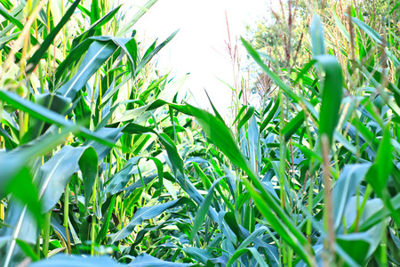 One sunny day in the village, near the house, a lot of pets, bright gorgeous flowers, fields, juicy vegetables, fruits, evening bright sparkling bonfire.の写真素材