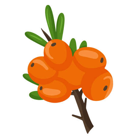 Orange branch of sea buckthorn berries. Vector illustration isolated on a white background.のイラスト素材