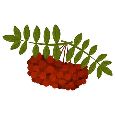 Sprig of mountain ash. Autumn design element. Vector illustration, cartoon style.のイラスト素材