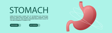 Web banner template with human healthy stomach. Vector illustration cartoon styleのイラスト素材