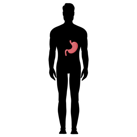 Human stomach anatomy in silhouette male body. Vector illustration isolated on white background. cartoon styleのイラスト素材