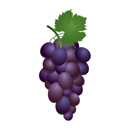 Purple table grapes. Vector illustration realistic style white background.のイラスト素材