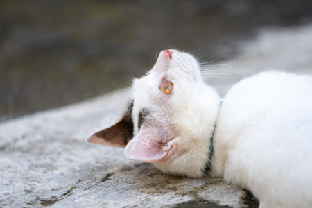 The local Balinese white cat plays alone in the yard.