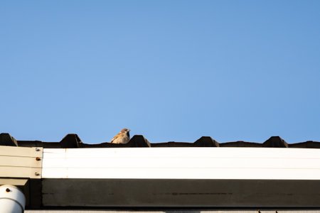 A sparrow perched on the rooftop.の写真素材