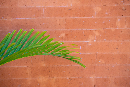 Green palm leaf on red brick wall background with copy space for textの写真素材