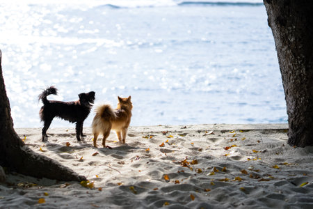Two dogs playing on the beach in the morning. Selective focus.の写真素材