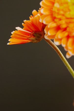 orange flowersの写真素材