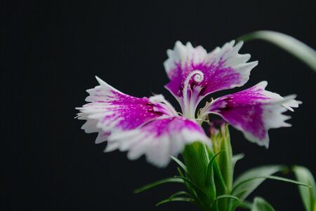 Purple and white flower Macroの写真素材