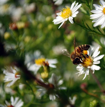 Pollinating beeの写真素材