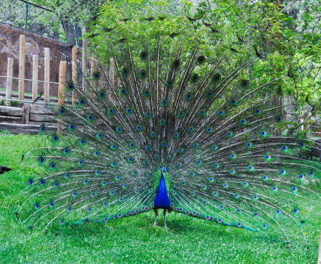 Peacock in full plumage bloomの写真素材
