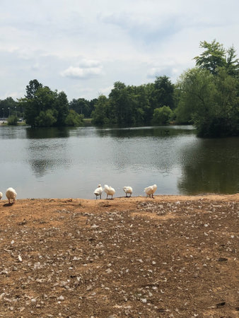 Ducks going for a swim in a lakeの写真素材