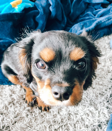 King Charles Caviler Spaniel Puppy Faceの写真素材
