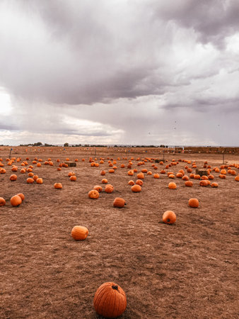 Pumpkins in a field with mountain in backgroundの写真素材