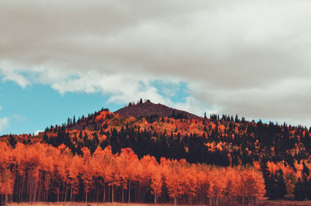 Red and orange trees on mountain side