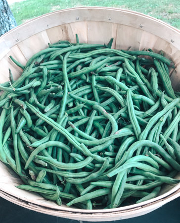 Green beans in a basketの写真素材