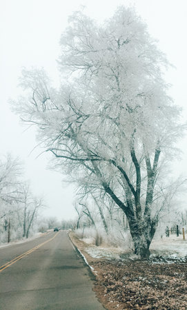 Winter trees and roads in the snowの写真素材