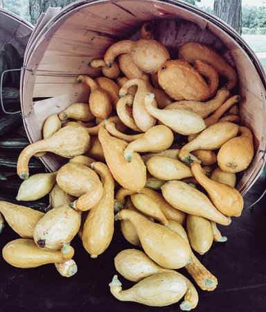 Yellow Squash in a basketの写真素材