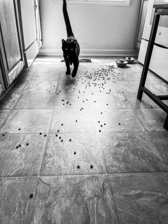 Cat in Black and white in Kitchen with food on the floorの写真素材