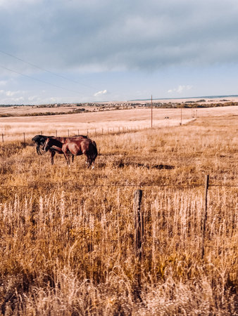 Horses on the Ranchの写真素材