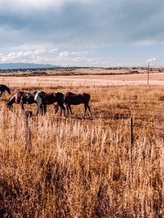 Horses on the Ranchの写真素材