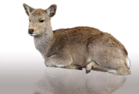 Deerの写真素材